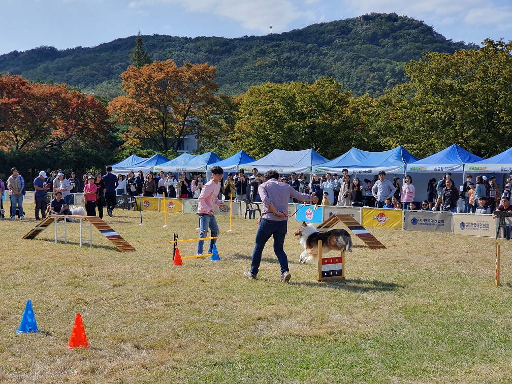 지난해 10월 서울대학교 행정관 앞 잔디밭에서 진행된 반려동물한마당 축제 모습. [관악구 제공]
