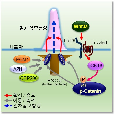 윈트신호전달에 의한 일차섬모 형성 기전.[한국생명공학연구원 제공]