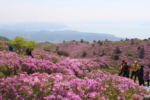 매년 5월 초에 만개되는 전남 보성군 일림산 철쭉군락지. [사진=전남도]