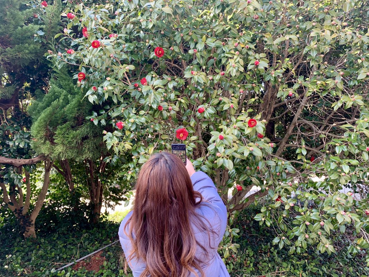 Camellias are in full bloom near Bohae Plum Farm in mid-February. (By Im Eun-byel / The Korea Herald)