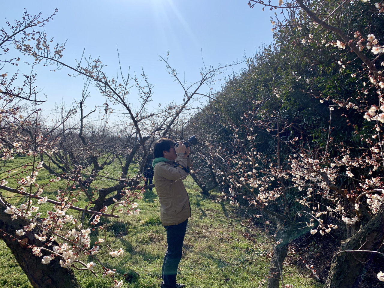 Apricot flowers will be in full bloom in March at Bohae Plum Farm.(By Im Eun-byel / The Korea Herald)