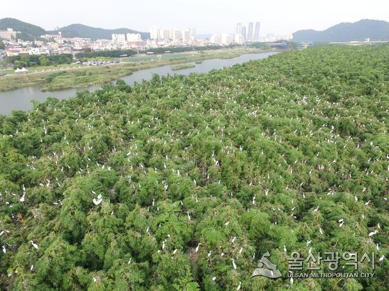울산 남구 삼호철새공원의 백로떼[사진=울산시 제공]