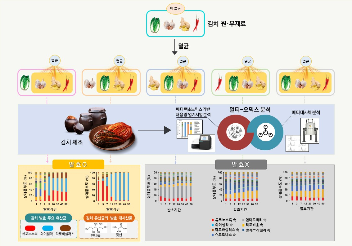 김치의 원 부재료인 배추, 마늘, 생강, 고춧가루를 멀티-오믹스 분석기술을 활용해 김치 발효에 영향을 주는 유산균 분석 결과 모식도.[세계김치연구소 제공]