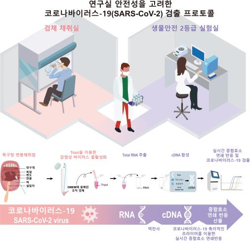 코로나19 검출 프로토콜 모식도.[IBS 제공]