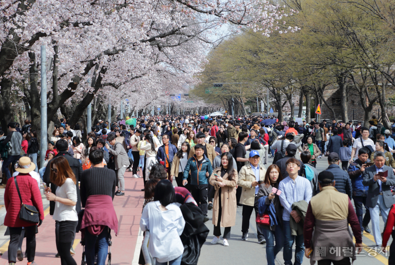 지난해 여의도 봄꽃축제 기간에 윤중로에 인파가 몰려든 모습. [영등포구 제공]