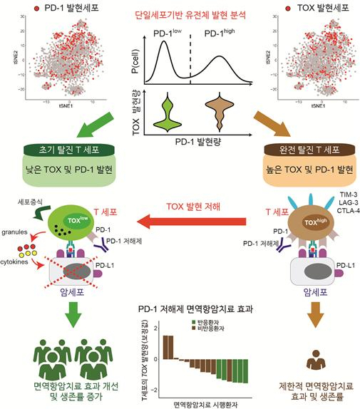 T세포 탈진을 유도하는 TOX 억제를 통한 T세포의 면역항암 효과 개선 전략 모식도.[연세대 제공]