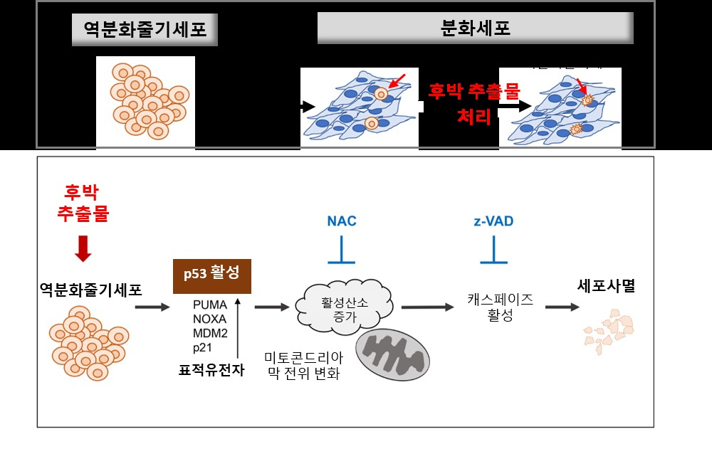 후박 추출물에 의한 미분화줄기세포 제거 작용기전.[한국한의학연구원 제공]