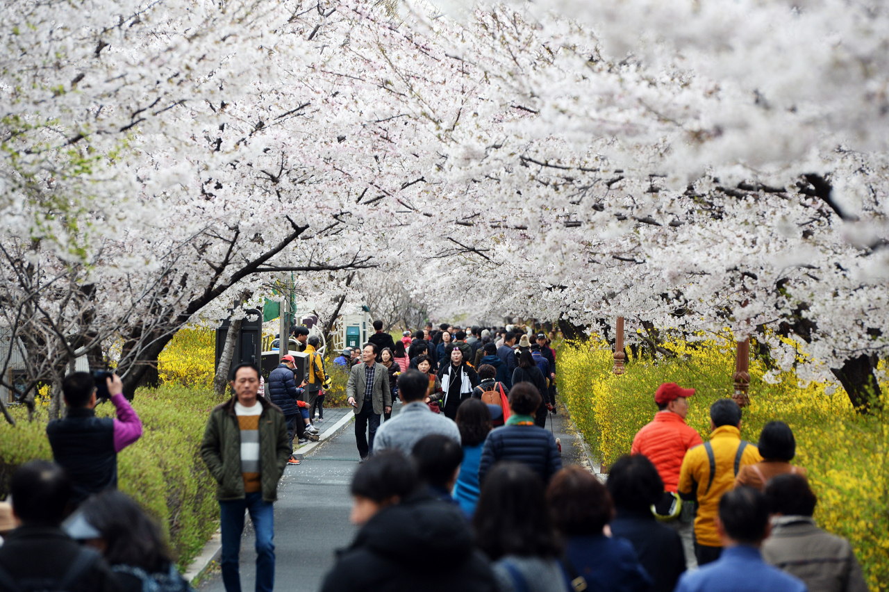 지난해 열린 ‘2019 동대문 봄꽃축제’를 찾은 주민들이 화사하게 피어 있는 봄꽃을 즐기고 있다. [동대문구 제공]