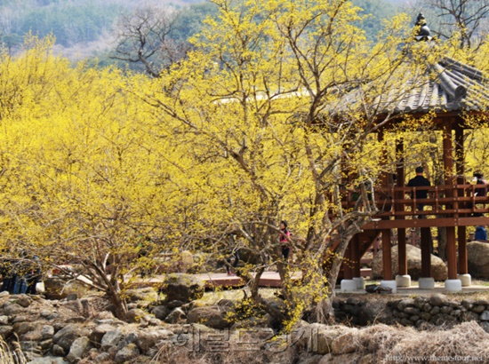 구례군 산동면 산수유 마을.