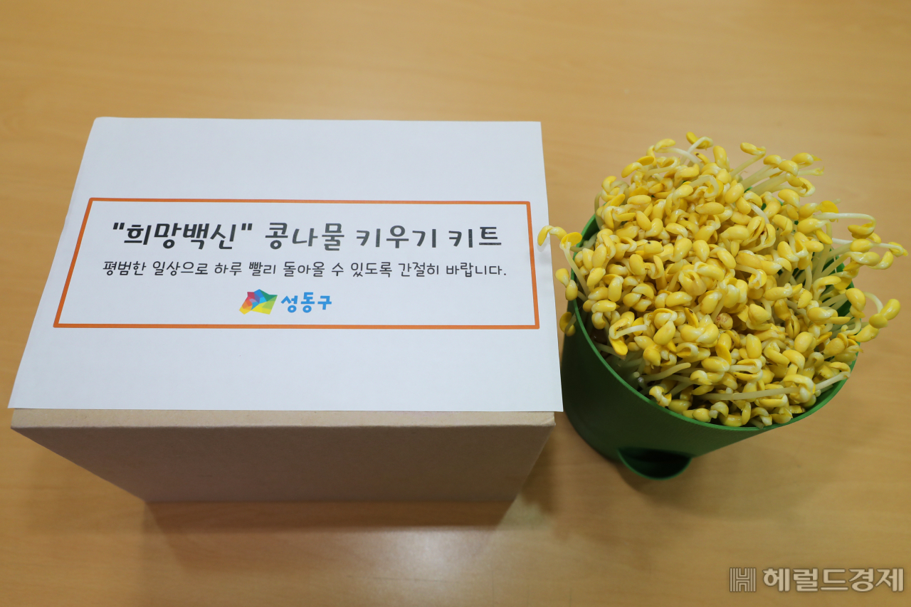 희망백신 콩나물 키트