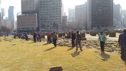 서울광장에 잔디 떼를 입히고 있는 모습. [서울시 제공]