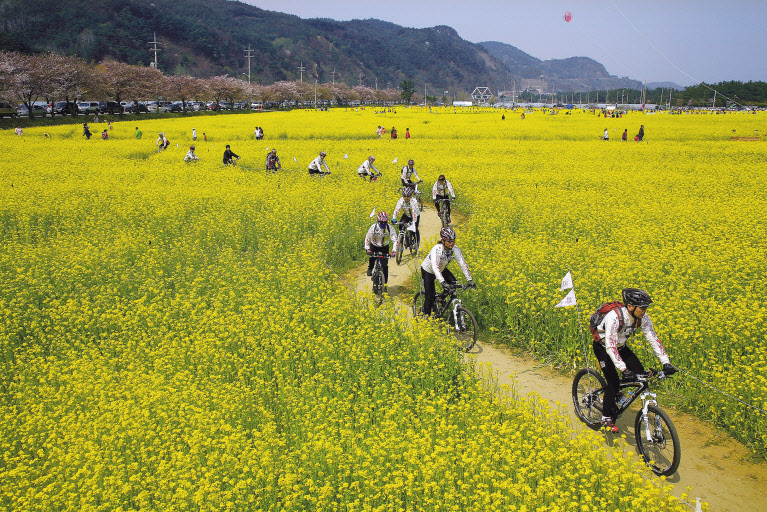 맹방 유채꽃밭. 주변엔 벚꽃 터널도 있다.