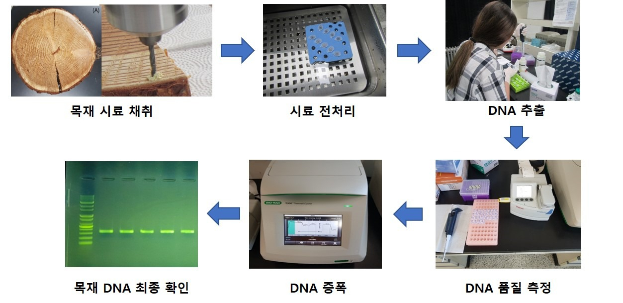 산림청 국립산림과학원은 목재의 고품질 DNA효율적으로 추출하는 기술을 개발했다.(목재 DNA 추출과정)