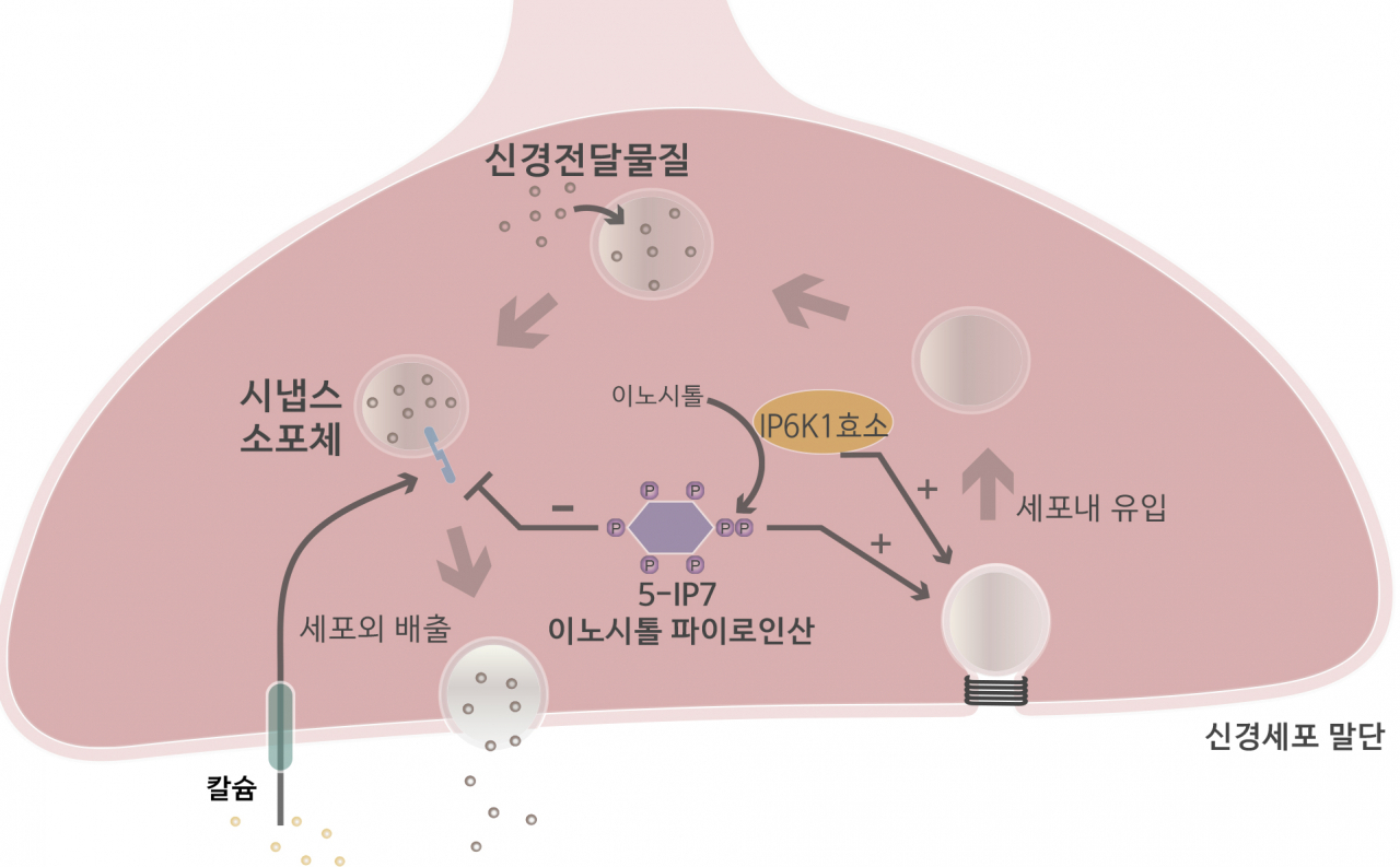 이노시톨 파이로인산에 의한 신경전달물질 분비 조절 모식도.[KAIST 제공]
