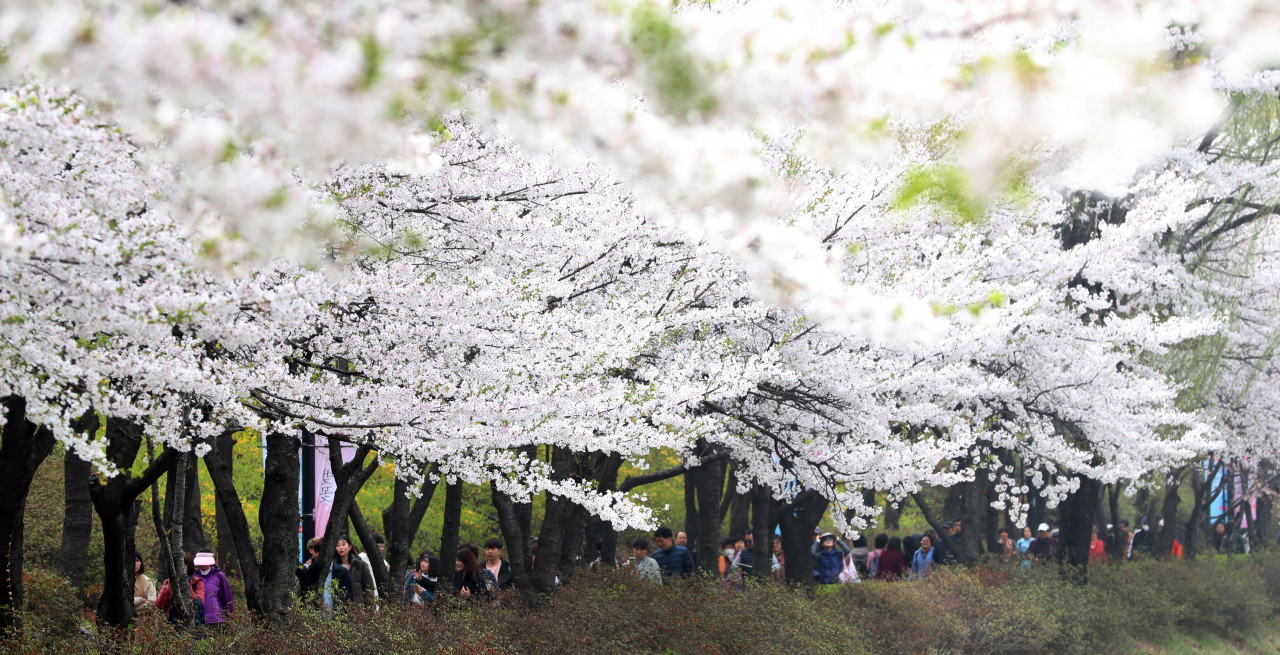 지난해 벚꽃 축제에 몰려든 관람객들.