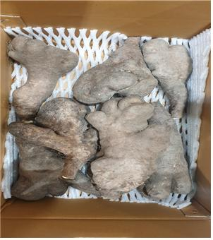못난이 마로도 불리는 안동 산약 (사진=북안동 농협)