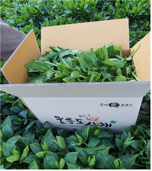 울릉 부지갱이(사진=울릉농협)