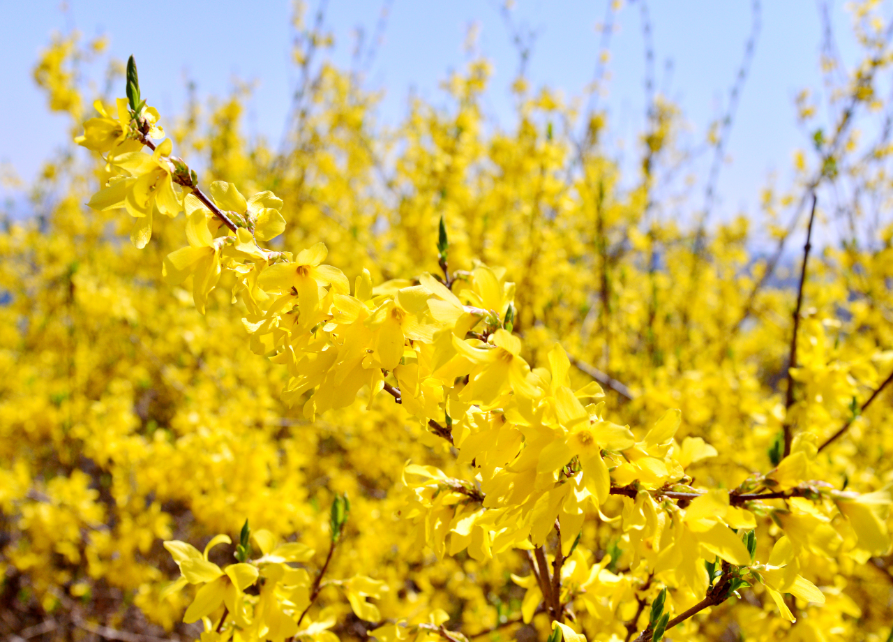 Yellow forsythia gaenari bushes covering the slope of Eungbongsan mountain in Seongdong-gu Seoul during early April spring bloom
