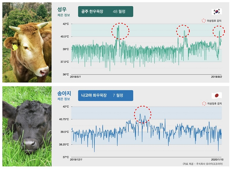 소의 코로나바이러스 감염증 조기 감지 생체 데이터.