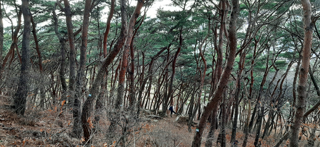 숲가꾸기가 필요한 팔달산 소나무 숲. [수원시 제공]