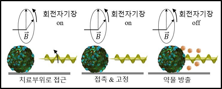 바늘형 마이크로로봇 약물전달 과정 모식도.[DGIST 제공]