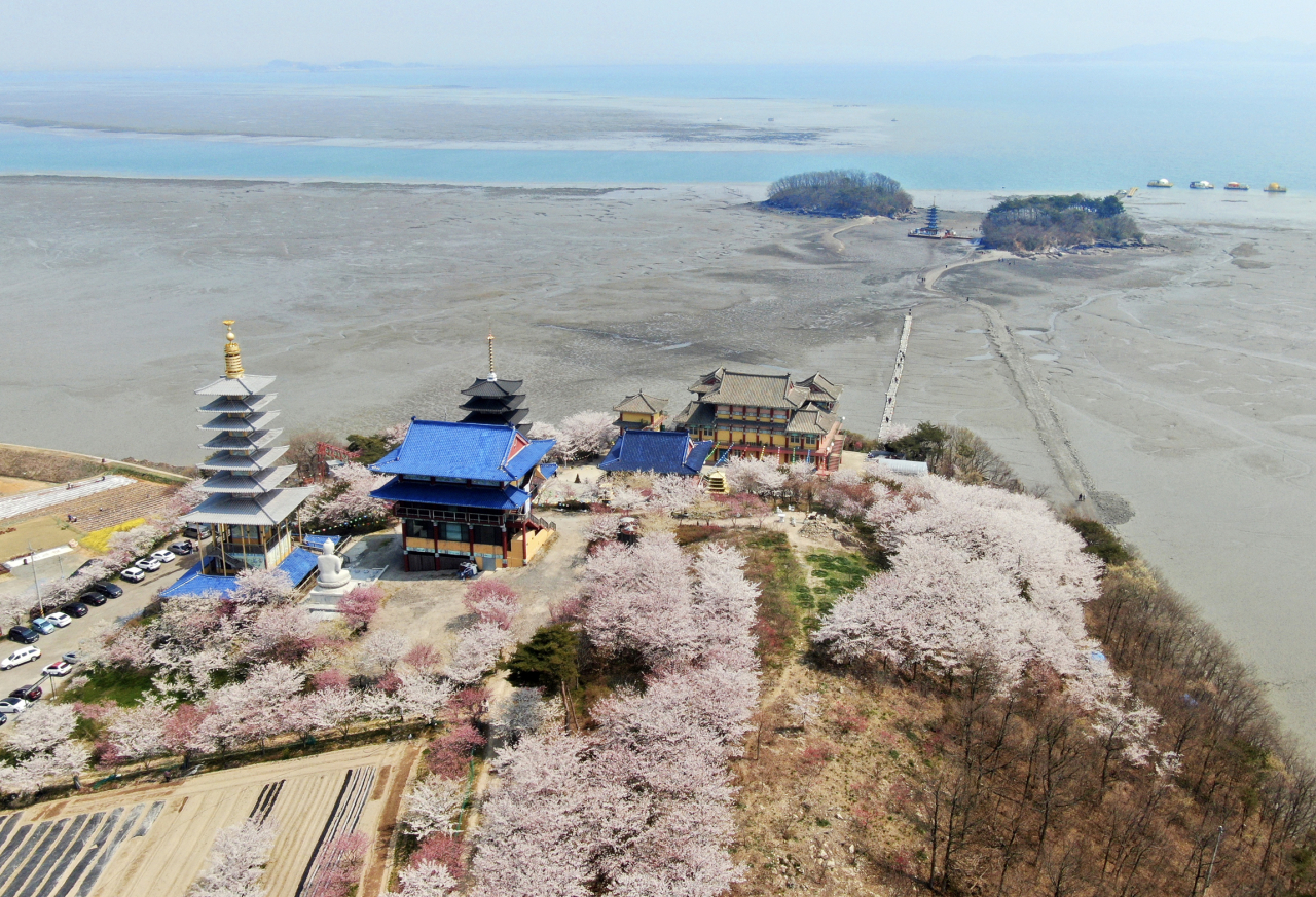 충남 태안군 안면읍 정당리 안면암에 벚꽃이 만개해 아름다운 풍경을 연출하고 있다. [연합]