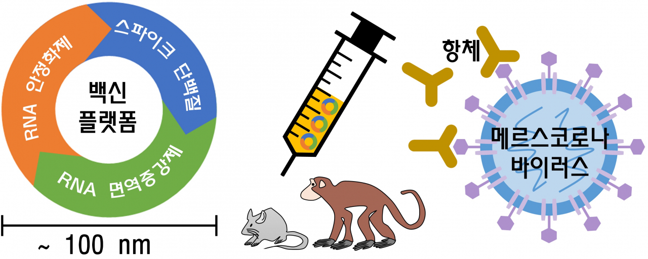 스파이크(항원) 단백질, RNA 면역증강제, 그리고 아연 착화합물 기반의 RNA 안정화제로 이루어진 백신 플랫폼은 바이러스 표면의 스파이크 단백질에 대한 항체 생성 효율을 높여 면역을 형성한다.[KIST 제공]