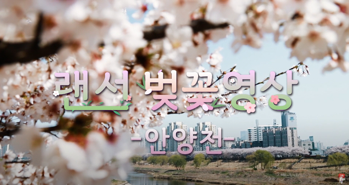 양천TV 랜선벚꽃구경 영상 캡쳐. [양천구 제공]