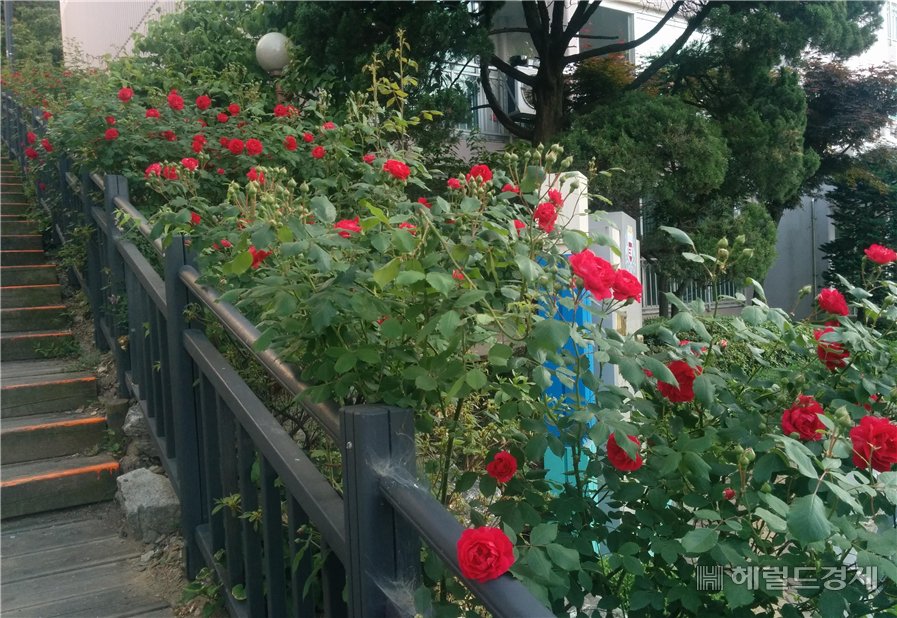장미터널이 생기는 까치산 등산로 입구 현재 모습. [동작구 제공]