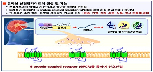 뇌기능 개선 신경전달물질 작동 원리. 뇌의 신경세포에서 신경조절물질이 만들어지고 이러한 신경조절물질은 뇌 세포 간 커뮤니케이션을 유도하여 학습, 기억, 감정 등 조절에 관여한다. [해양수산부 제공]