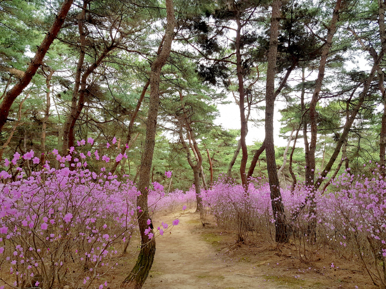여주 영릉 숲길 진달래