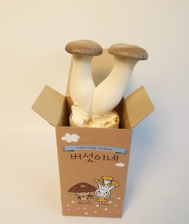저소득 가정 임산부에 지급되는 버섯 재배 세트. [용인시 제공]