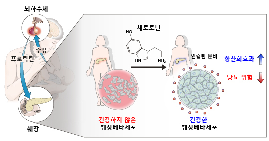 모유 수유의 당뇨병 예방 기전 모식도.[KAIST 제공]