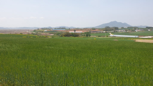 Pictured is a barley field in Haenam, South Jeolla Province, where a total of 54 seismic tremors were felt in the span of nine days.  Yonhap