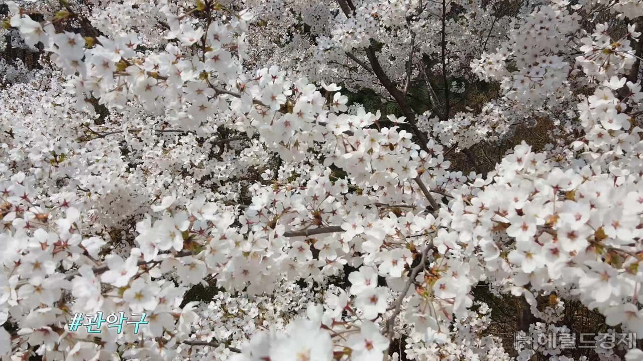 관아구 랜선 벚꽃여행 캡쳐.