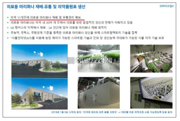 마리화나(대마초) 사업을 한다며 주가를 조작한 혐의를 받는 코스닥 상장사가 검찰 수사를 받게 됐다. [헤럴드경제]