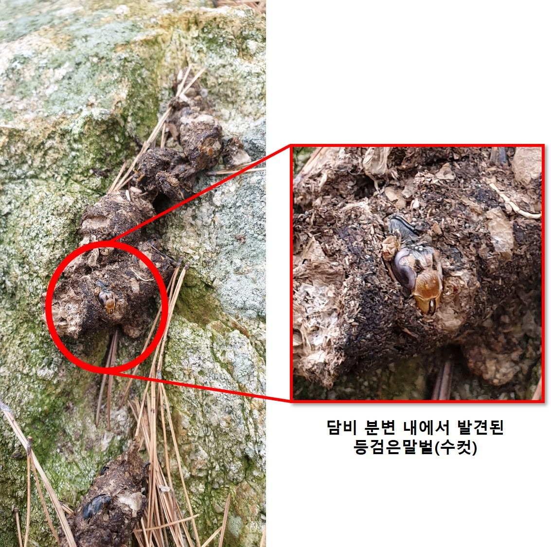 멸종위기종 ‘담비’, ‘등검은말벌’의 포식 천적 최초 확인