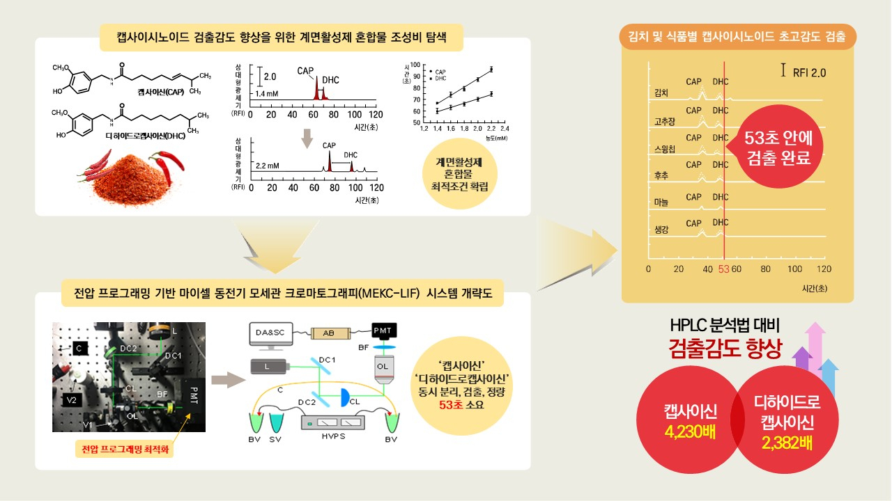 김치 매운맛 주성분을 1분안에 정량 분석할 수 있는 초고석 분석법 모식도.[세계김치연구소 제공]