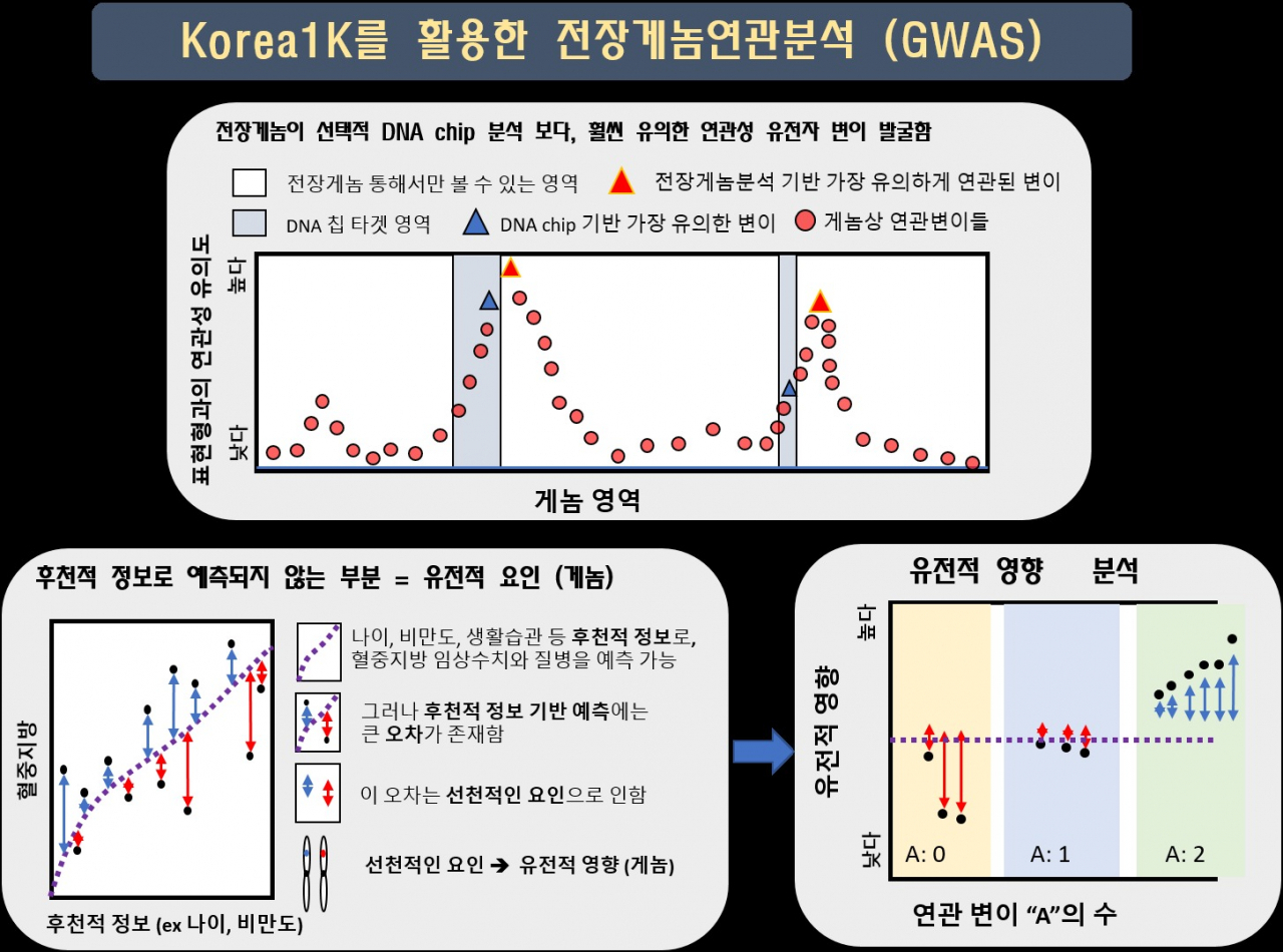 한국인 1천 명 게놈 정보를 활용한 전장 게놈 연관분석.[UNIST 제공]