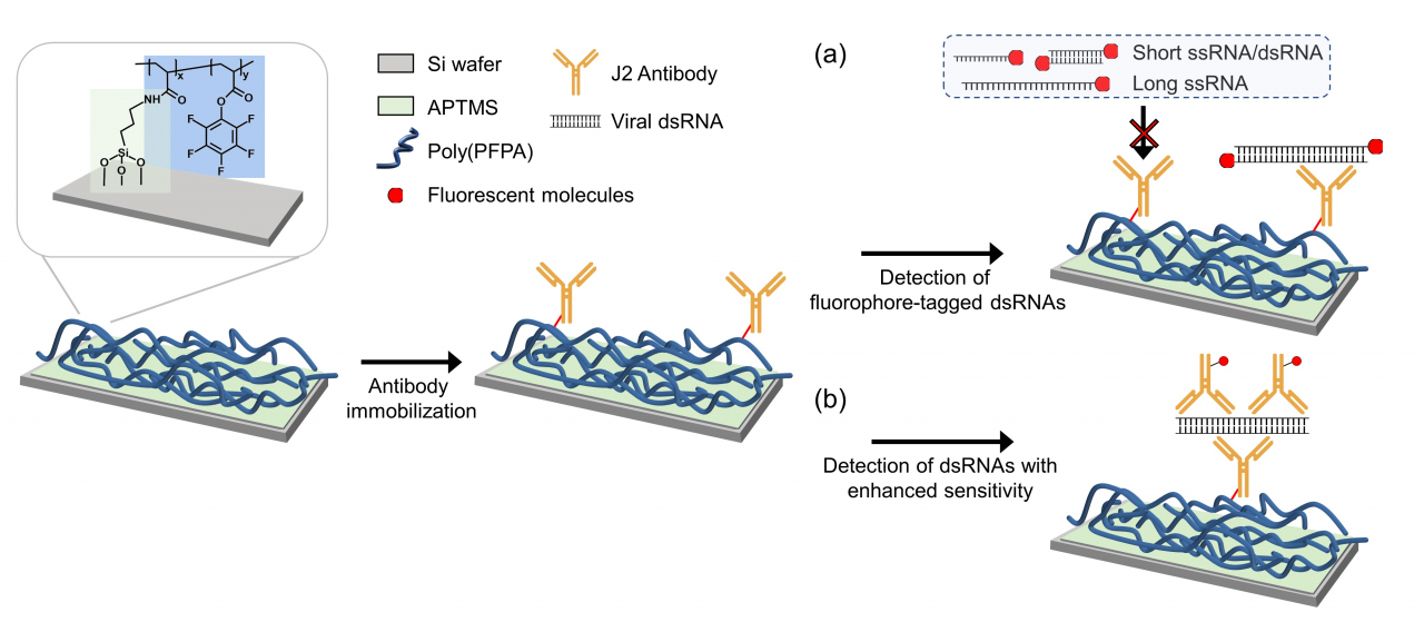 dsRNA 검출을 위한 항체 고정 기판 제작을 위한 모식도.[KAIST 제공]