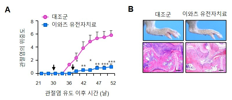 관절염 유도 생쥐에서 이와츠 유전자 치료 효과 확인 모식도. [가톨릭대 의과대학 제공]