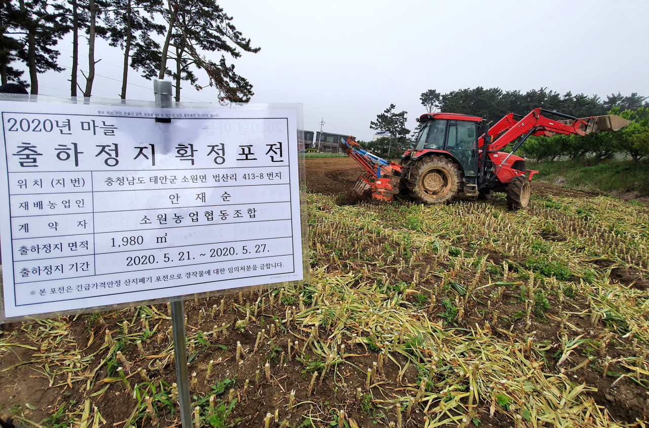 지난 26일 충남 태안군 소원면 법산리에서 수확을 앞둔 마늘이 폐기되고 있다. ［연합］