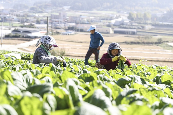 수확중인 여수 돌산갓. [여수시 제공]
