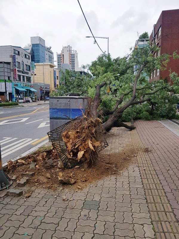 지난해 9월 서울 암사동에서 강풍으로 인해 쓰러진 느티나무. [순천대 수목진단센터 제공]