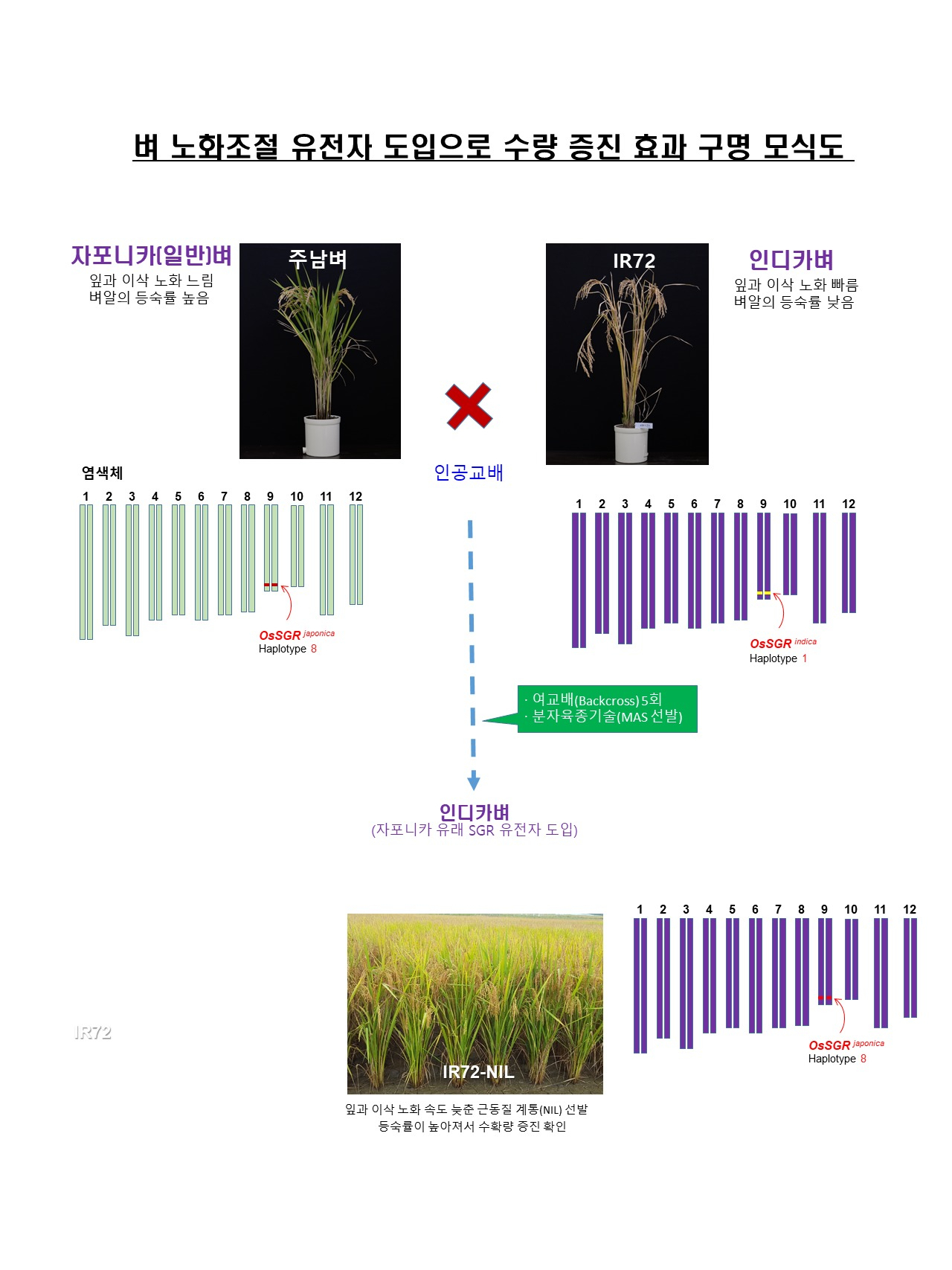 벼 노화조절 유전자 도입으로 수량 증진효과 규명 모식도.[IBS 제공]