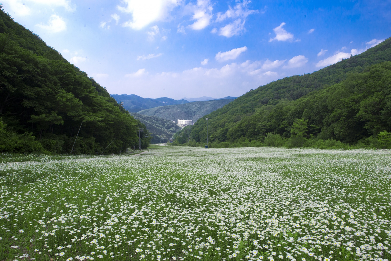 하이원 고원 야생화 바다