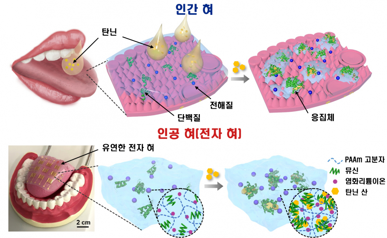 인간 혀의 떫은맛 감지 원리를 모방한 유연한 인공 혀 모식도.[UNIST 제공]