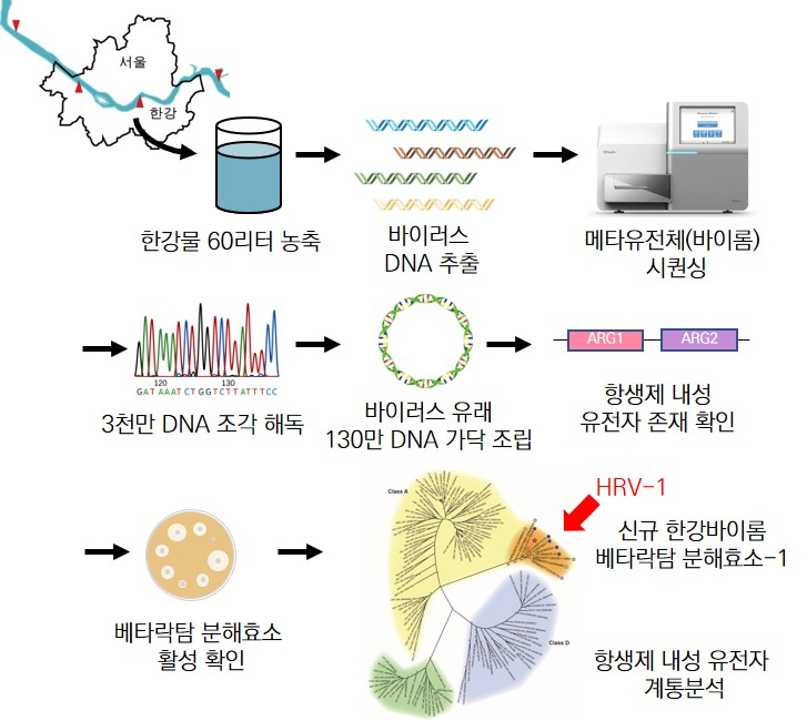 신규 항생제 내성 유전자를 가진 한강 바이러스 유전체 탐색 모식도.[인하대 제공]