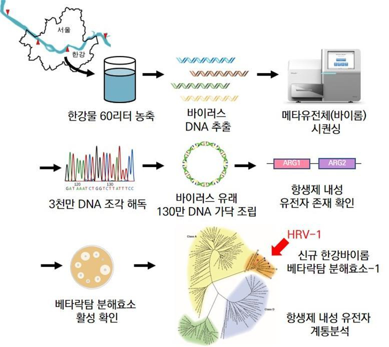 신규 항생제 내성 유전자를 가진 한강 바이러스 유전체 탐색 모식도