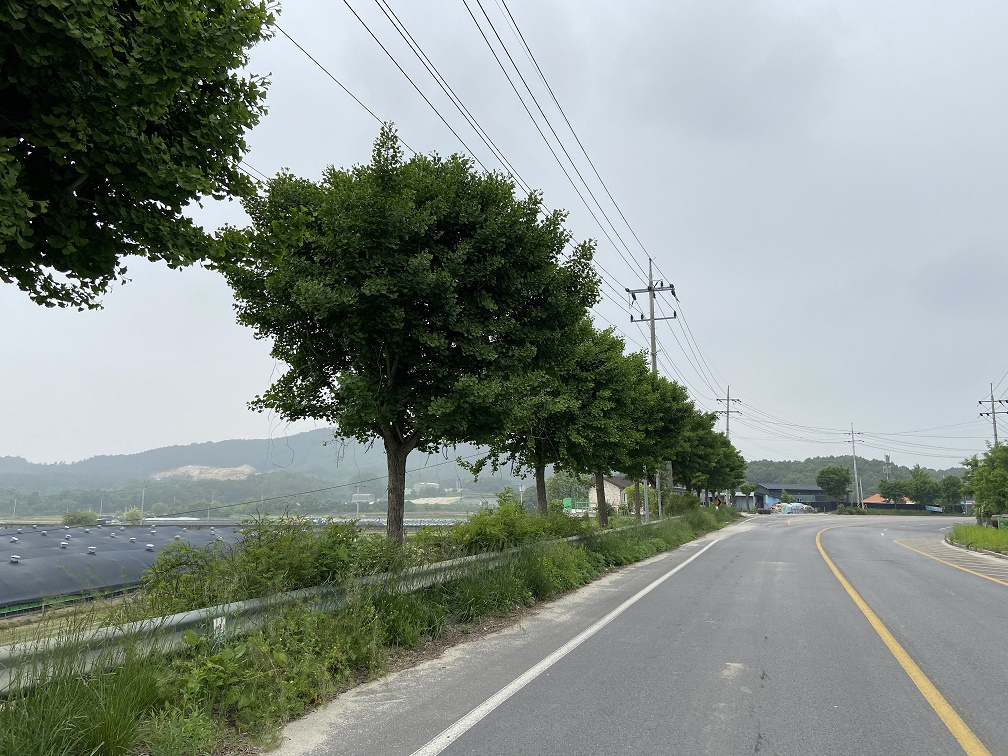 여주시는 여름철 가로수관리 사업을 추진한다. [여주시 제공]